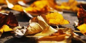 昂贵手表品牌：按销量和数量排名前50位